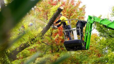 comprehensive-tree-services-in-canberra:-a-green-revolution